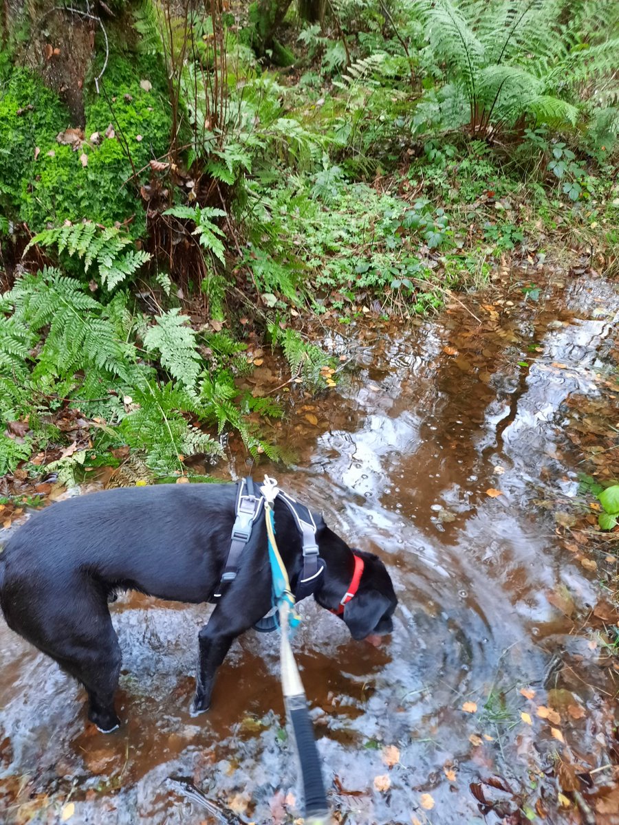 NotBadForHerAge's tweet image. The dogs didn't get the memo about the extra hour in bed 😏 So I took them for an early run 😁 🐕🐕🏃🏻‍♀️ #runningdogs #ClocksGoBack #Damson #Dobermann #Fred #dogsoftwitter