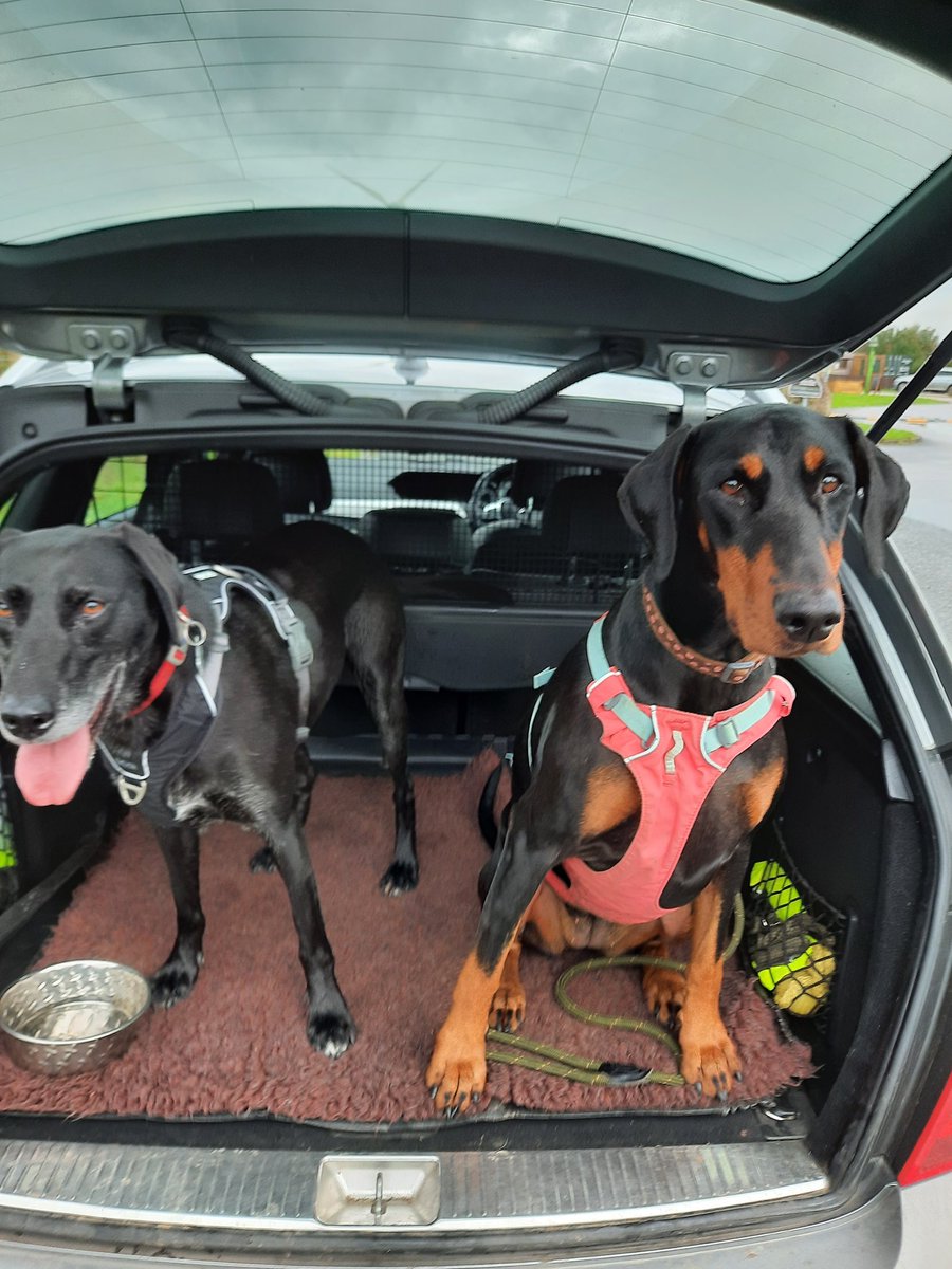 NotBadForHerAge's tweet image. The dogs didn't get the memo about the extra hour in bed 😏 So I took them for an early run 😁 🐕🐕🏃🏻‍♀️ #runningdogs #ClocksGoBack #Damson #Dobermann #Fred #dogsoftwitter