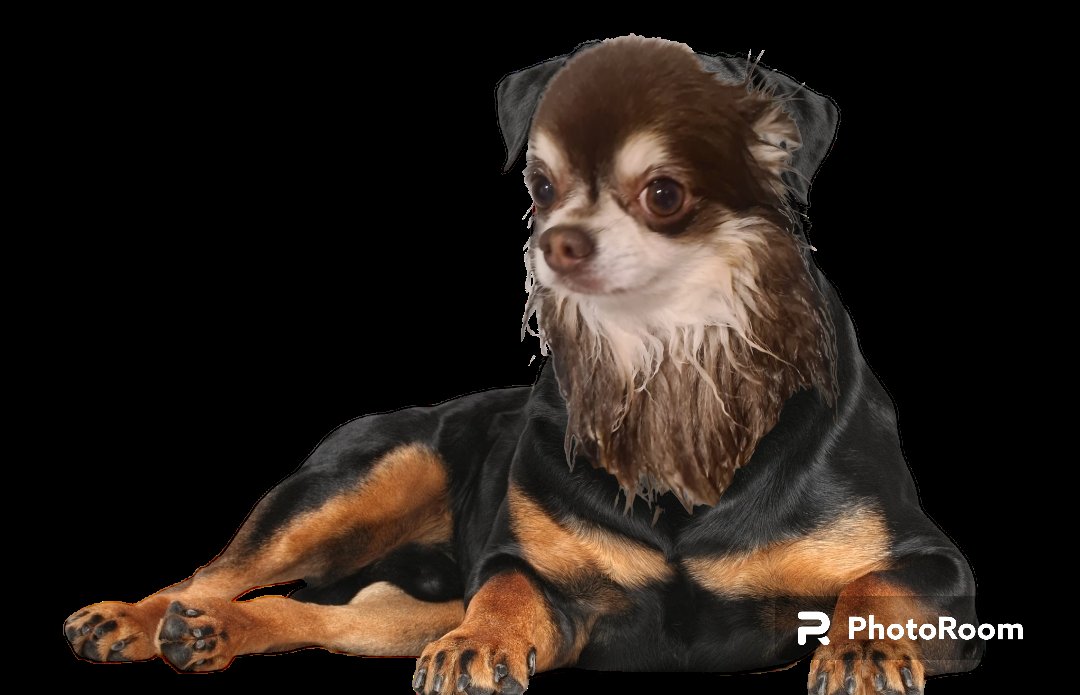 __Vanora__'s tweet photo. Meinung zu meinem Hund? https://t.co/J5jJ3BAnz5
