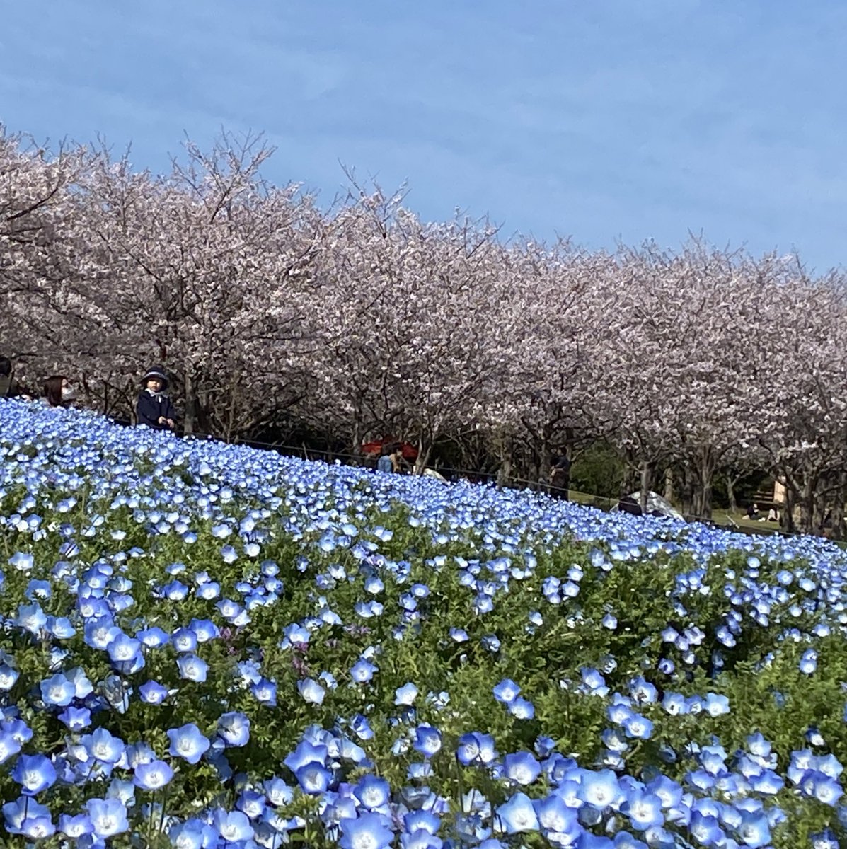 __fk_1261's tweet photo. 海の中道海浜公園🌷 https://t.co/s4OU377X4I
