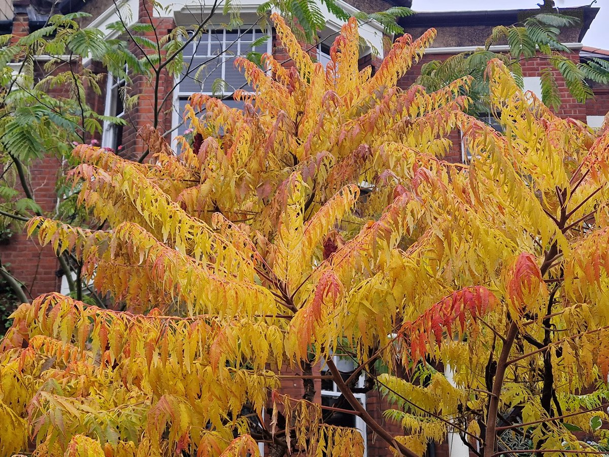 #autumn, #turningtrees, #fallenleaves, #dailyallowance