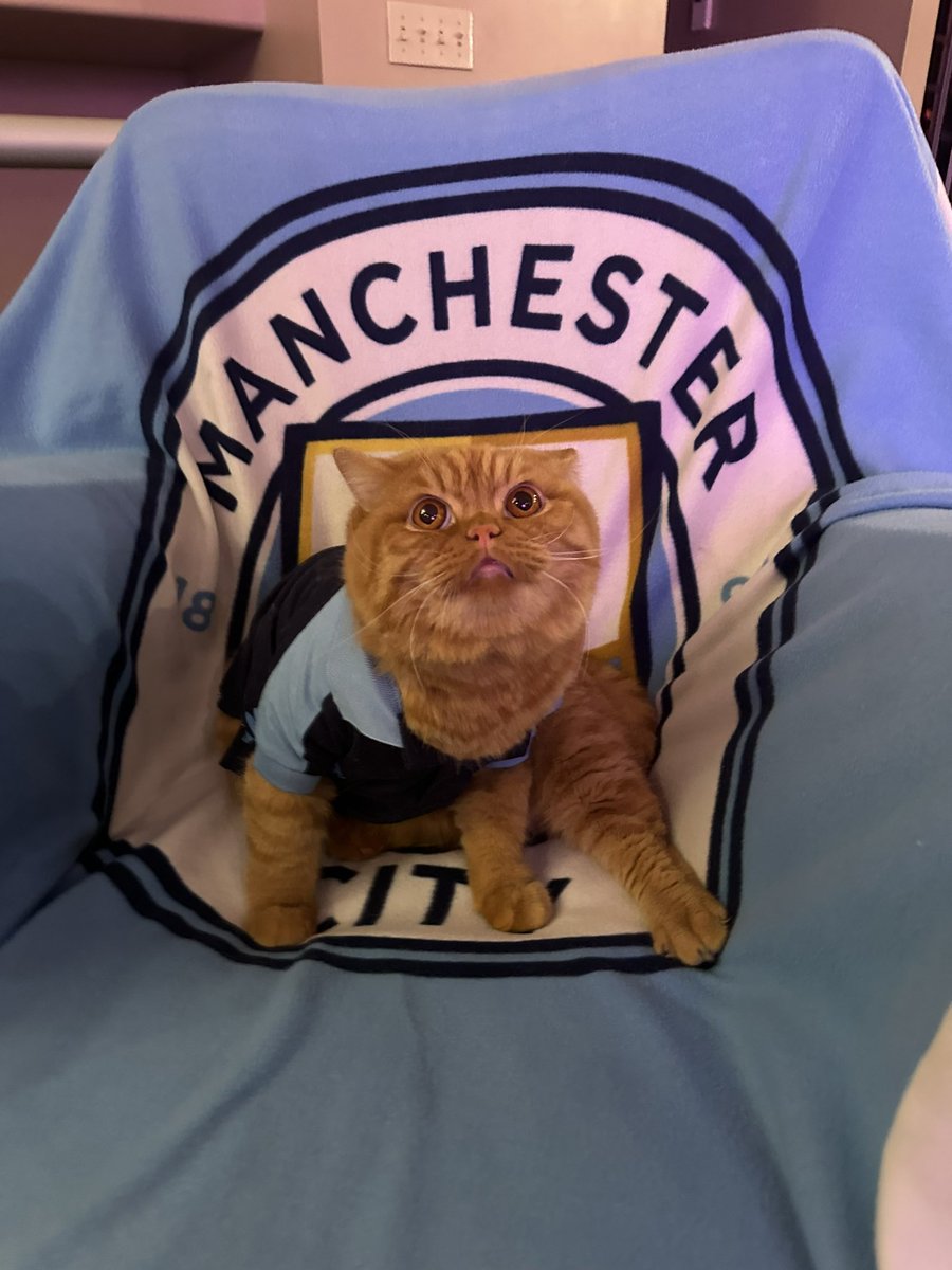 ArchieFaybepuff's tweet photo. Man Kitty Archie Ready for Derby Day!!!!! ##myplmorning #mankitty #ManchesterDerby #citykitty https://t.co/nBFWWtJzr3