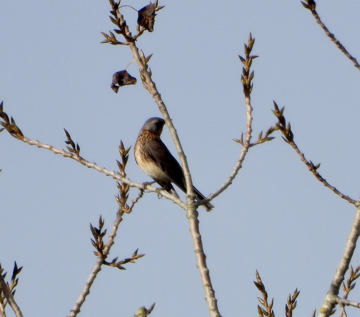 tonydrew99's tweet photo. A large flock of migrating Fieldfare this morning decided to pause for a rest on a distant tree #visiblemigration https://t.co/VnbR2sQWyM