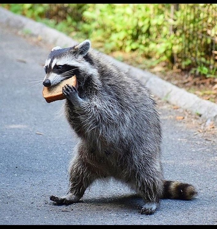 Raccoons Hourly tweet media