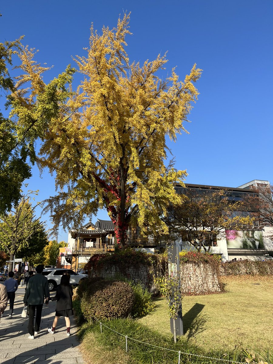 서울 시내의 완벽한 가을날씨 Perfect autumn weather in Seoul today