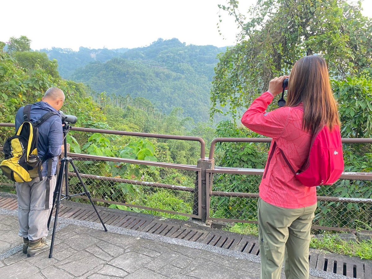 Taiwan Birding 台灣🐤 tweet media
