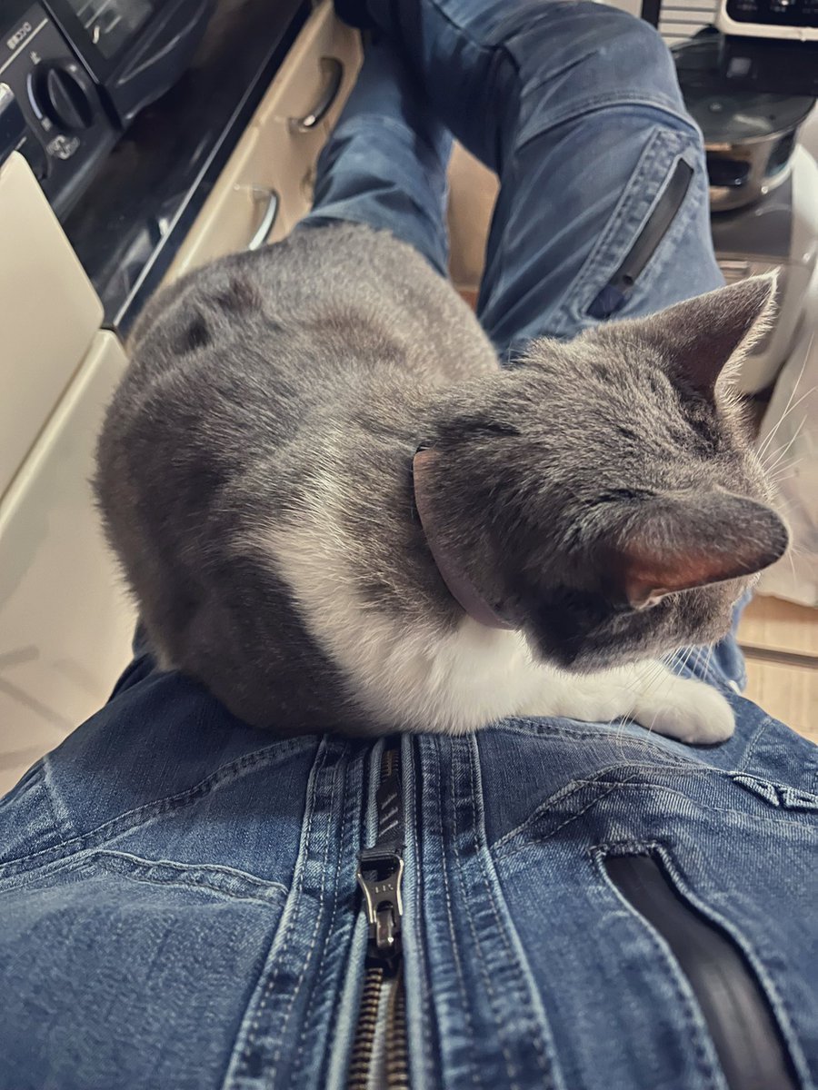 aatomoyaaa's tweet photo. 猫を飼うと

朝は飯くれーって騒がれると同時に可愛くて遊んでるとついつい遅刻しそうになる。

昼は一緒に日向ぼっこしながらお昼寝すると、寝てる姿も可愛くて休憩時間超えそうになる。

夜は一緒に寝るとフカフカぽかぽかで布団からでたくない。

そう。
私の仕事は座布団だ。誇りに思う。

#保護猫 https://t.co/wQOW1uGwPH
