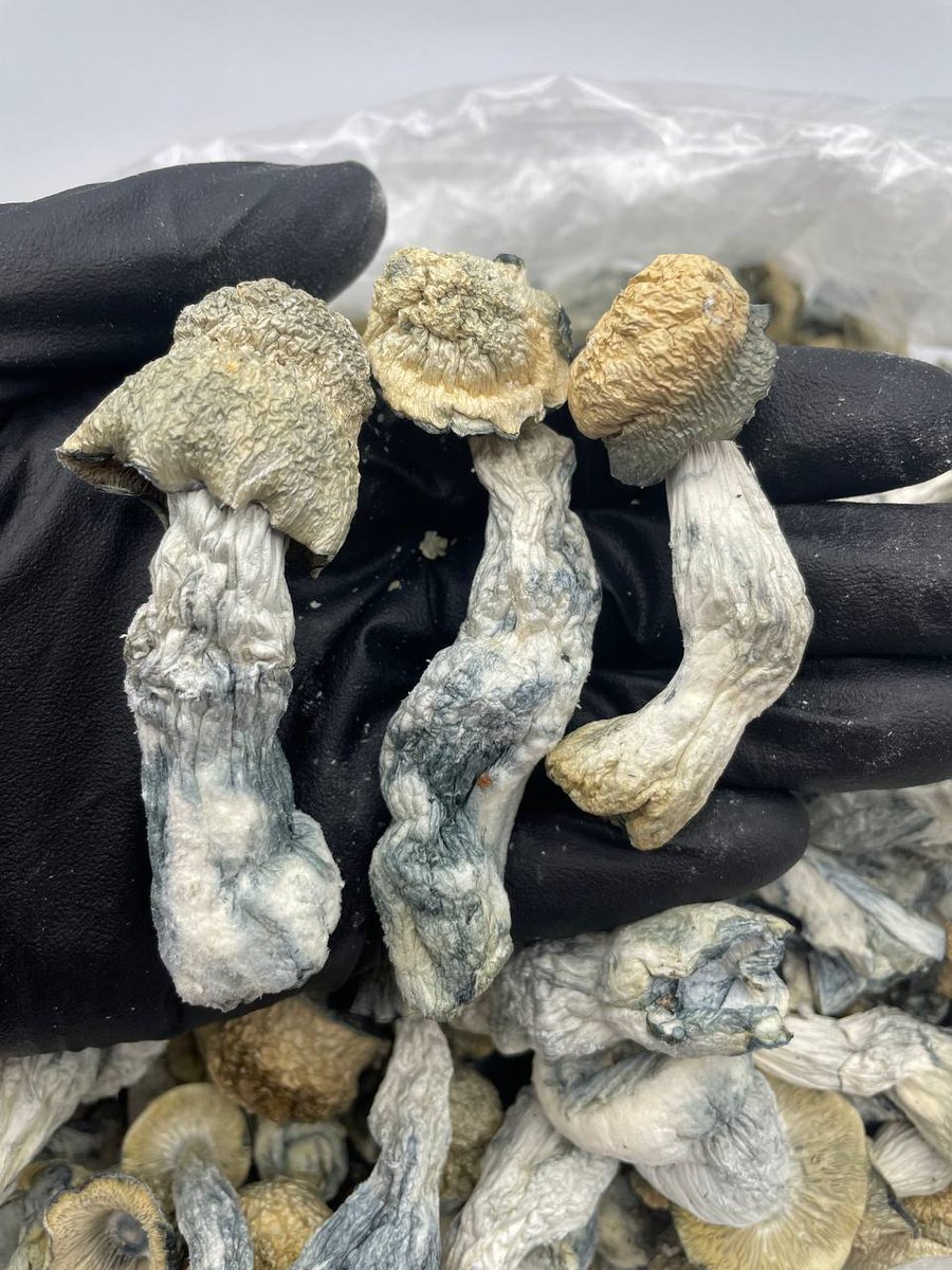 Jackstore420's tweet photo. #magicmushroom #mushrooms #psychedelic #psychedelicart #mushroom #trippy #magicmushrooms #acid #psychedelics #shrooms #trippyart #psytrance #lsd #trippyvibes #shroom #art #dmt #trippyartwork #psilocybin #psilocybinmushrooms #microdosing #mushroomlove #shroomstrip #microdose https://t.co/bVjE0BQERe