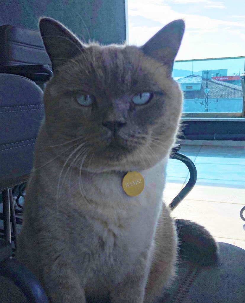 Bamsı ☀️🐾 (@bamsibaskan) on Twitter photo 