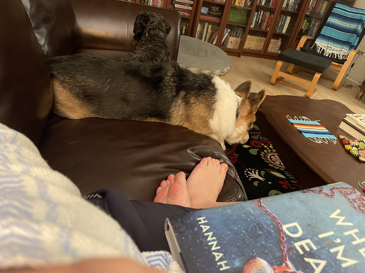 AVChrista's tweet photo. My reading buddies
#bookworm #dogsofav #lhasapoo #corgi https://t.co/aNJgDOmO7g