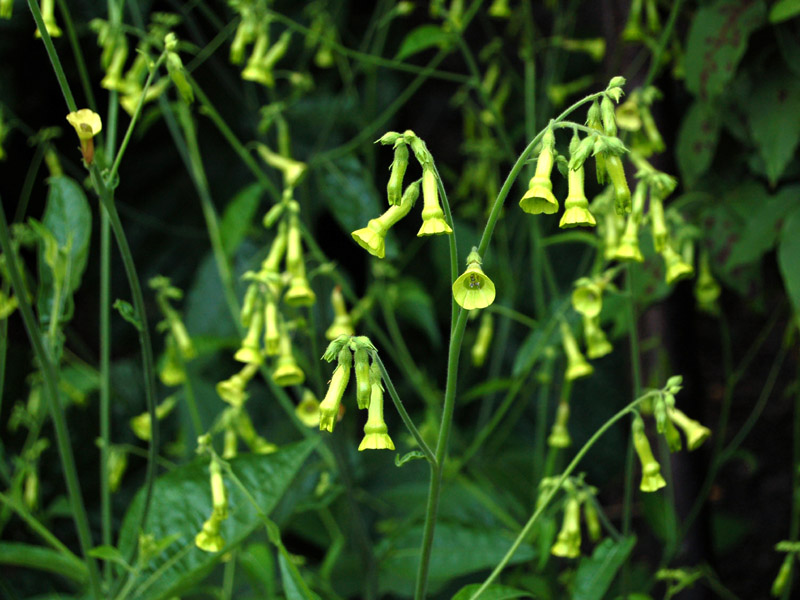 For anyone looking to make their #gardens more attractive to night flying #moths

Nicotiana langsdorffs proved more popular in our garden than other nicotianas. Smaller blooms than other varieties, and flowers for months. Great for long-tongued bees, too!

specialplants.net/shop/seeds/nic…