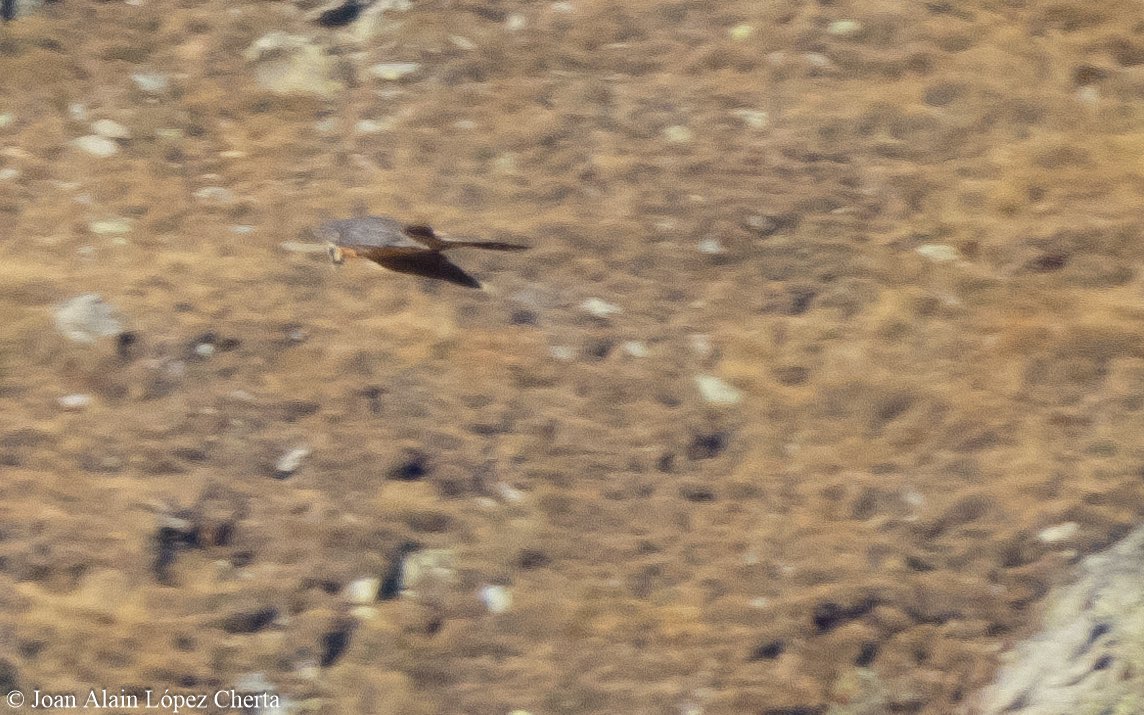 Strongbirding's tweet photo. Un trencalòs(Gypaetus barbatus) que vaig fotografiar de molt lluny a Ulldeter. Un gran bimbo per mi!! https://t.co/EKrM8nfFlU