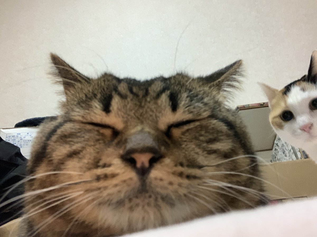 hiro_roki02's tweet photo. 👩の実家様から回収おまいら世界一会いたかったぜ https://t.co/TGchsG5vwo