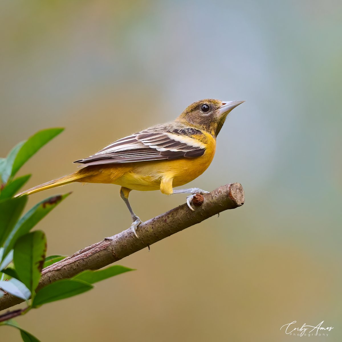 Baltimore Oriole bringing the Fall colors all on its own.
.
ko-fi.com/corbyamos
.
linktr.ee/corbyamos
.
#birdphotography #birdwatching #BirdTwitter #twitterbirds #birdpics #BirdsofTwitter