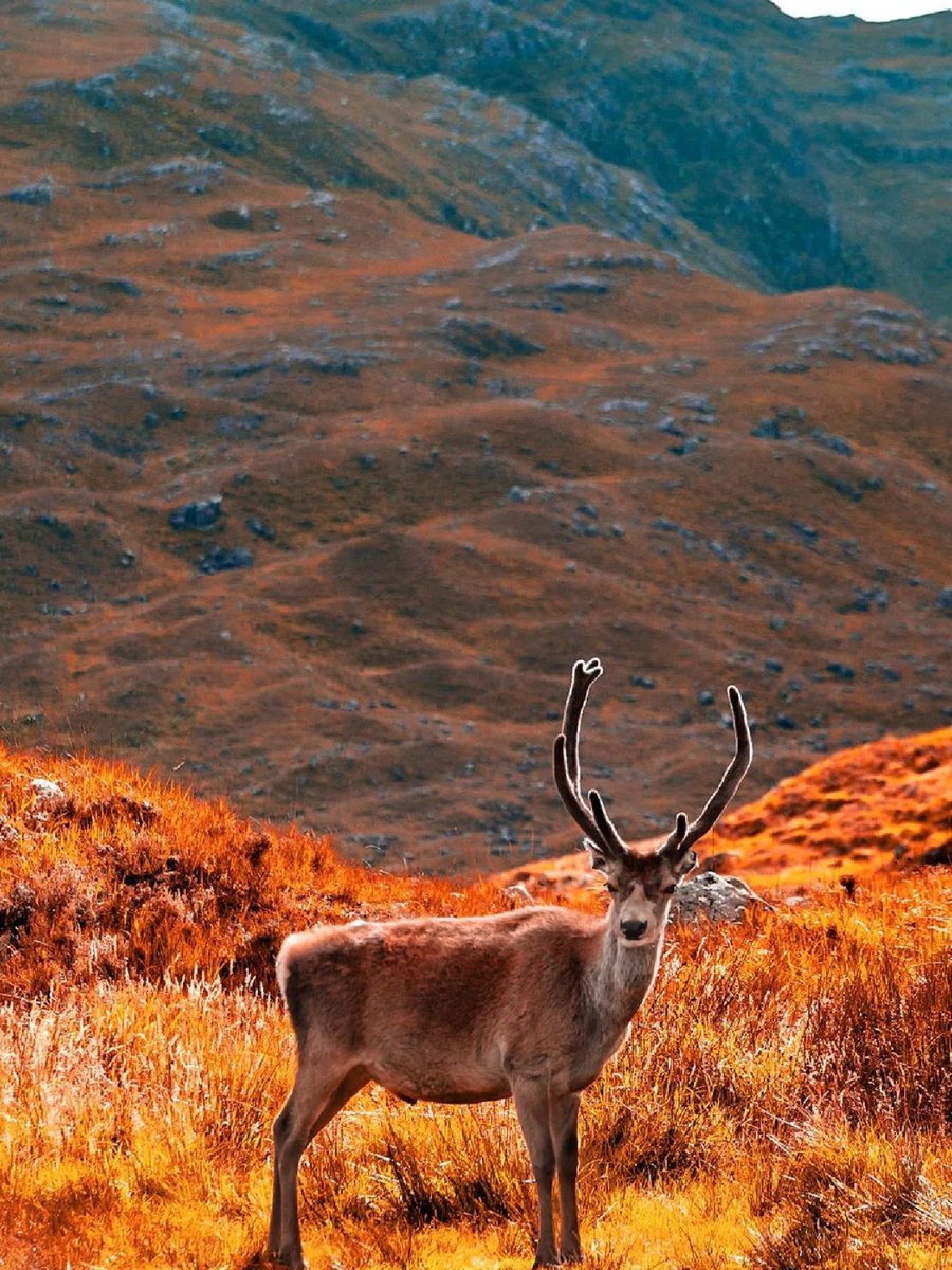 National Trust for Scotland tweet media