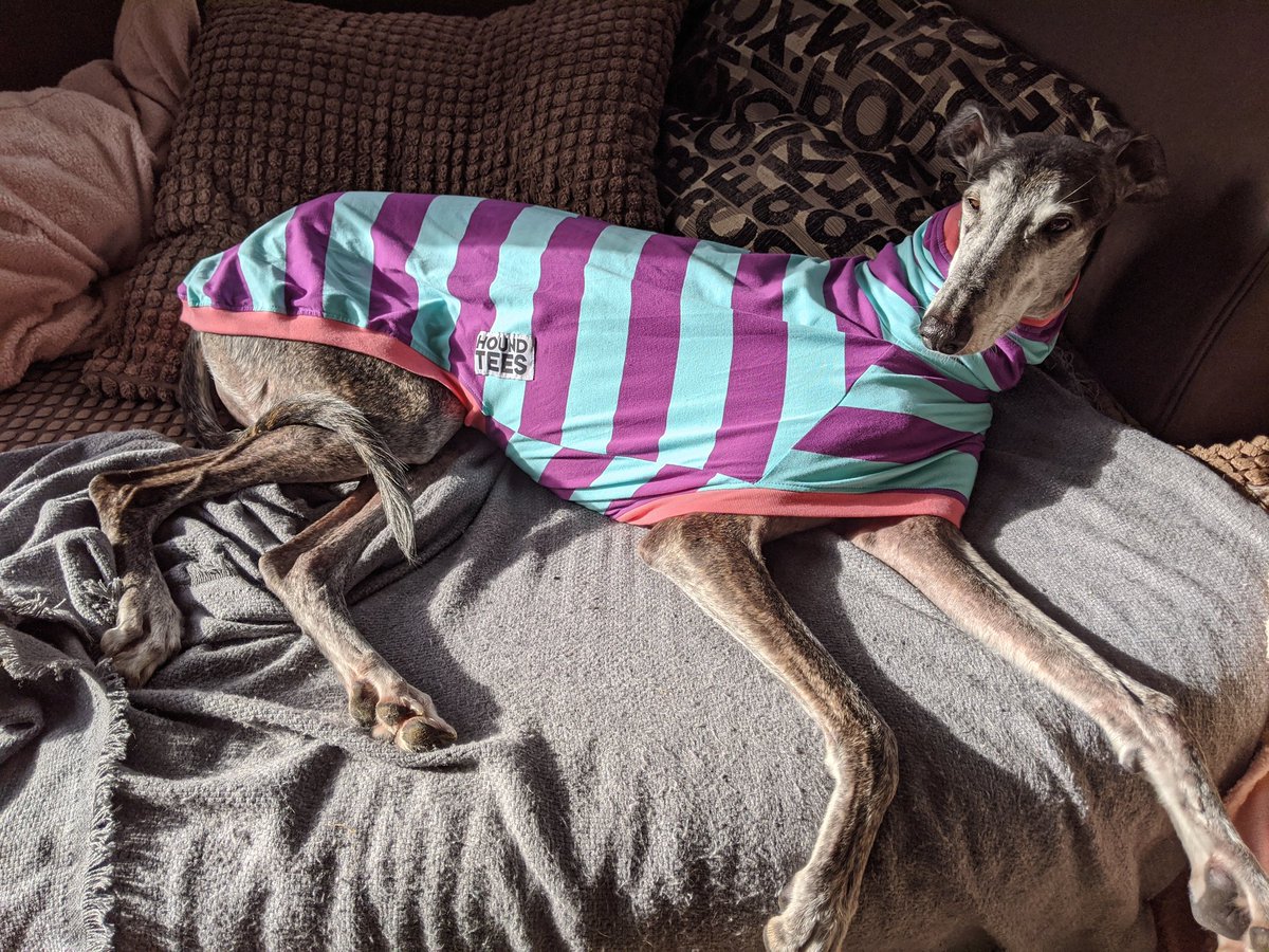 Brother Laz has received a second hand HoundTees jumper and is feeling very stylish 😎
(Originally mum wanted it for me but it looked like I was wearing an oversized dress!🙄)
