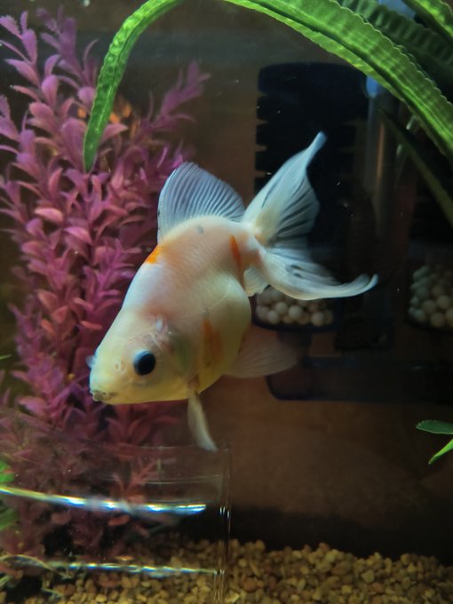 I lost one of my favorite chonky fish last week. Swim bladder problems finally got him. Absolutely devastated