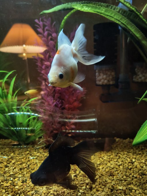 I lost one of my favorite chonky fish last week. Swim bladder problems finally got him. Absolutely devastated