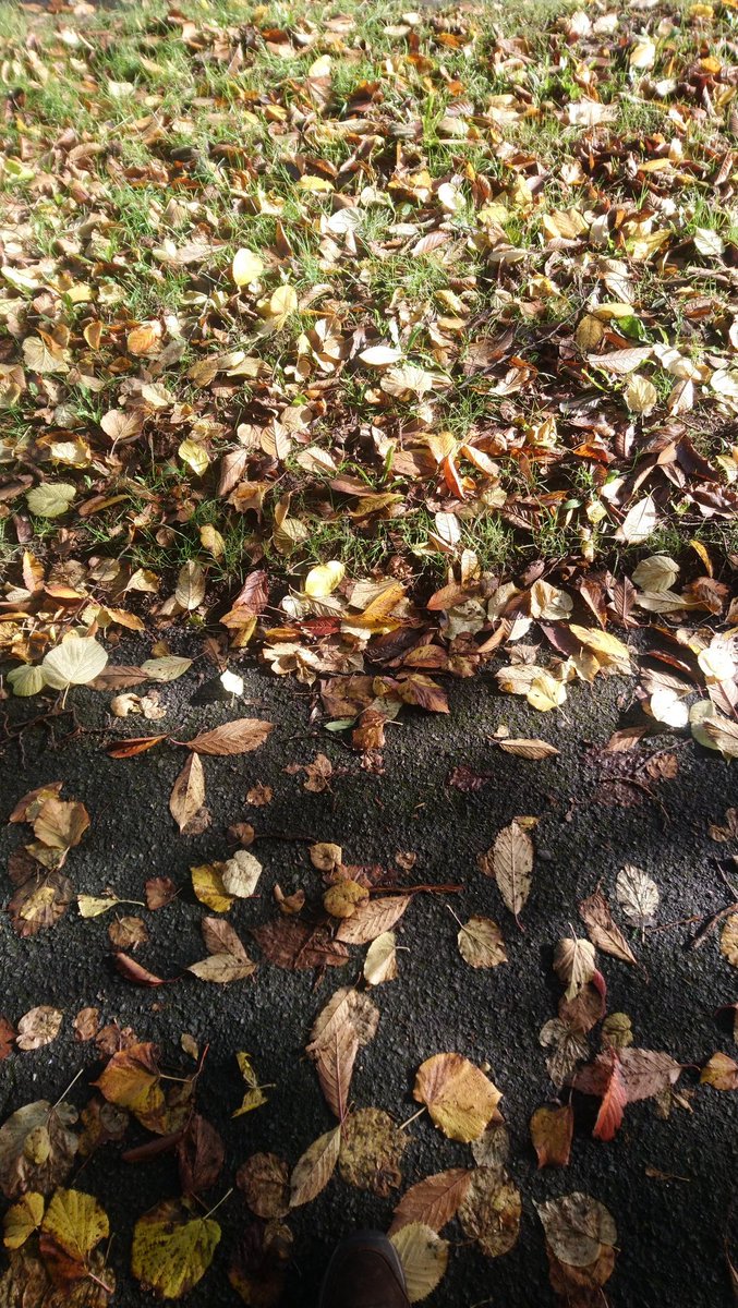 I went for a walk to the paper  shop first thing while the sun was out. There is a tiny area of trees on the housing estate and the sun was shining on them. These few trees really do make a difference. 😊 #urbantrees #AutumnVibes #ClocksGoBack