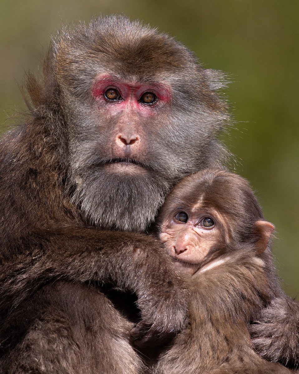 Tibetan macaque mother and young. The species has a particular affiliative behaviour, 'bridging', in which adults use infants to initiate contact with other adults. This habit is also practised by the males that show an exceptionally strong interest in infants. Tangjiahe, China.