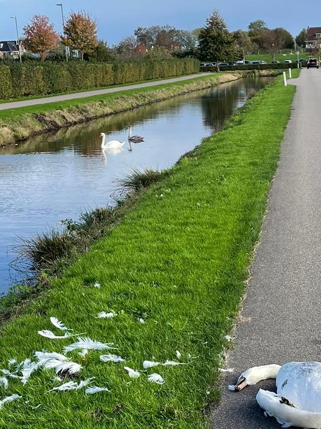 Volgens Artikel 7 van de Wegenverkeerswet is het strafbaar om door te rijden na een aanrijding met een dier. Deze hufter is wel doorgereden, de familie #zwaan verdrietig en vol onbegrip achterlatend #Verdriettweet
