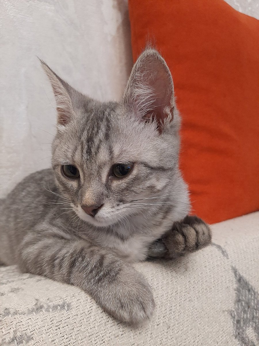 Anna Pavlova (@annapav70019836) on Twitter photo 