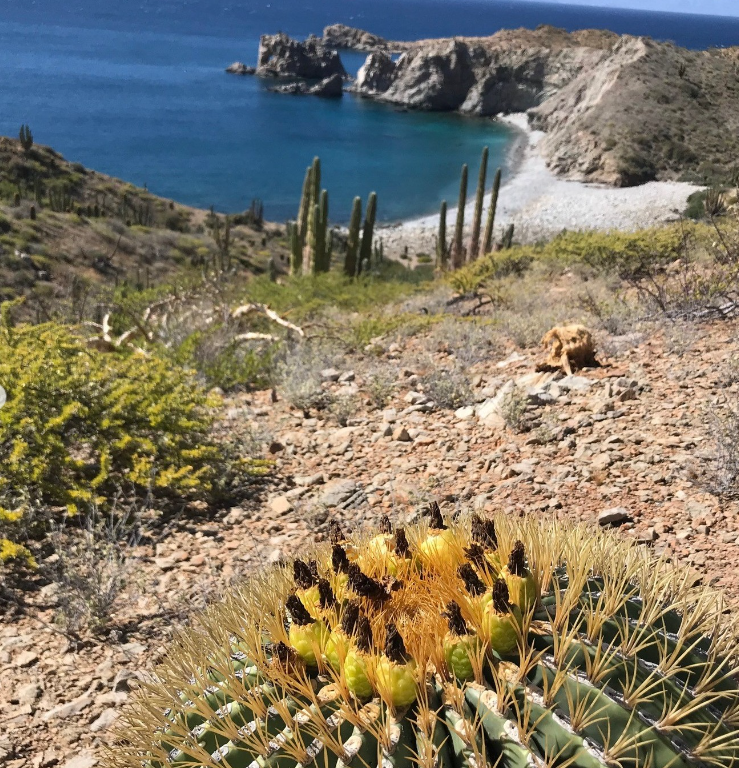 ChrJMHoffmann's tweet photo. #Island for #sale. Of the Coast of La Paz Mexico. Ready to be developed. Divers paradise, Key position west of Mexico and its Gulf region. 54 square miles large https://t.co/ul5o2O43iG