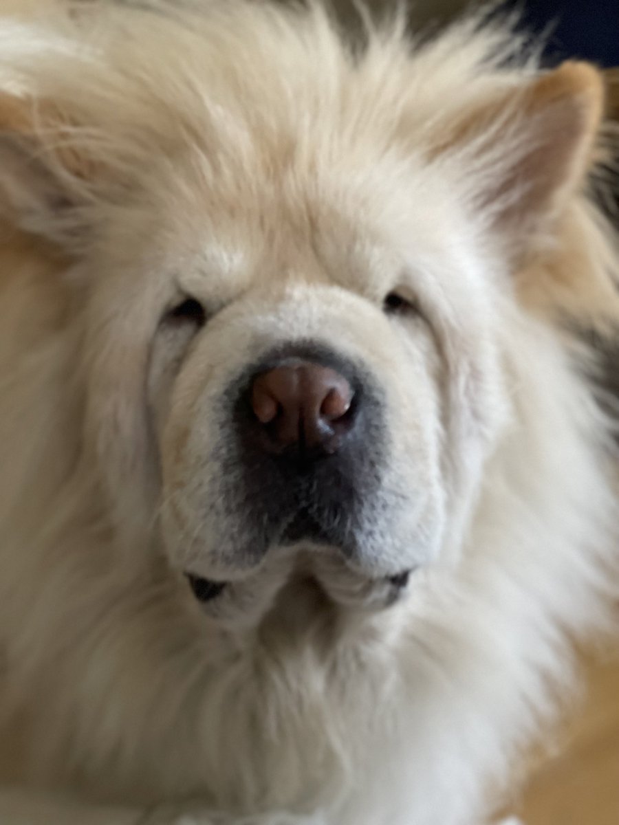 Iamtammytavares's tweet photo. #bedhead #chowchow #chowdren https://t.co/VD4r8pMWJc