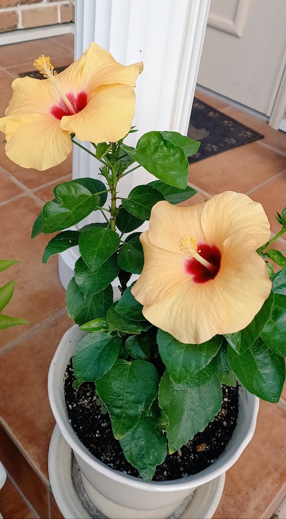 WOrxn2wi's tweet photo. 夏の間、全く咲かなかった我が家のハイビスカス🌺がようやく開花。

🌺の開花適温は約25℃。夏は40℃にもなる大阪で咲かないのは無理もありません。🌺はもう秋の花になってしまいそうです。

信二さんのブログにも登場した #WeatherSide の夏の名盤「30℃」も、今の時代だと「涼しい夏」と感じます💦 https://t.co/rGyOWcuVCr