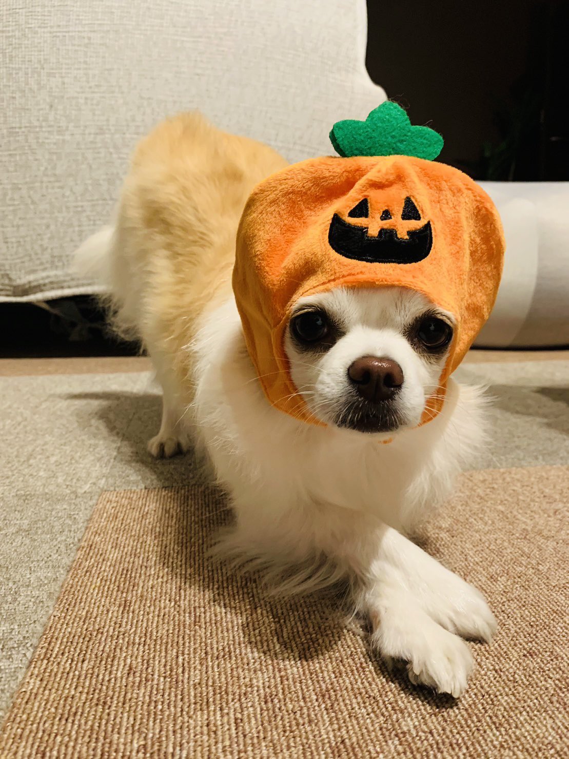 まる maru | 犬の割に表情豊かやなーと思うんだが。 早く日本語