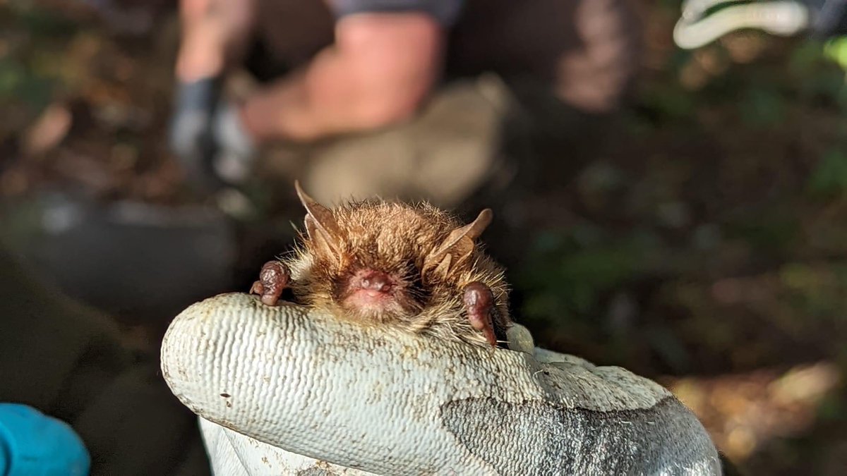 A great day helping out our neighbours from the Derbyshire Bat Group with bat box checks at Hilton Gravel Pits. Six species: 1 Soprano Pipistrelle, 1 Common Pipistrelle, 6 Noctule, 3 Daubenton’s, 1 Leisler’s & 31 Natterer’s in one box (a site record) 22 females and 9 males).