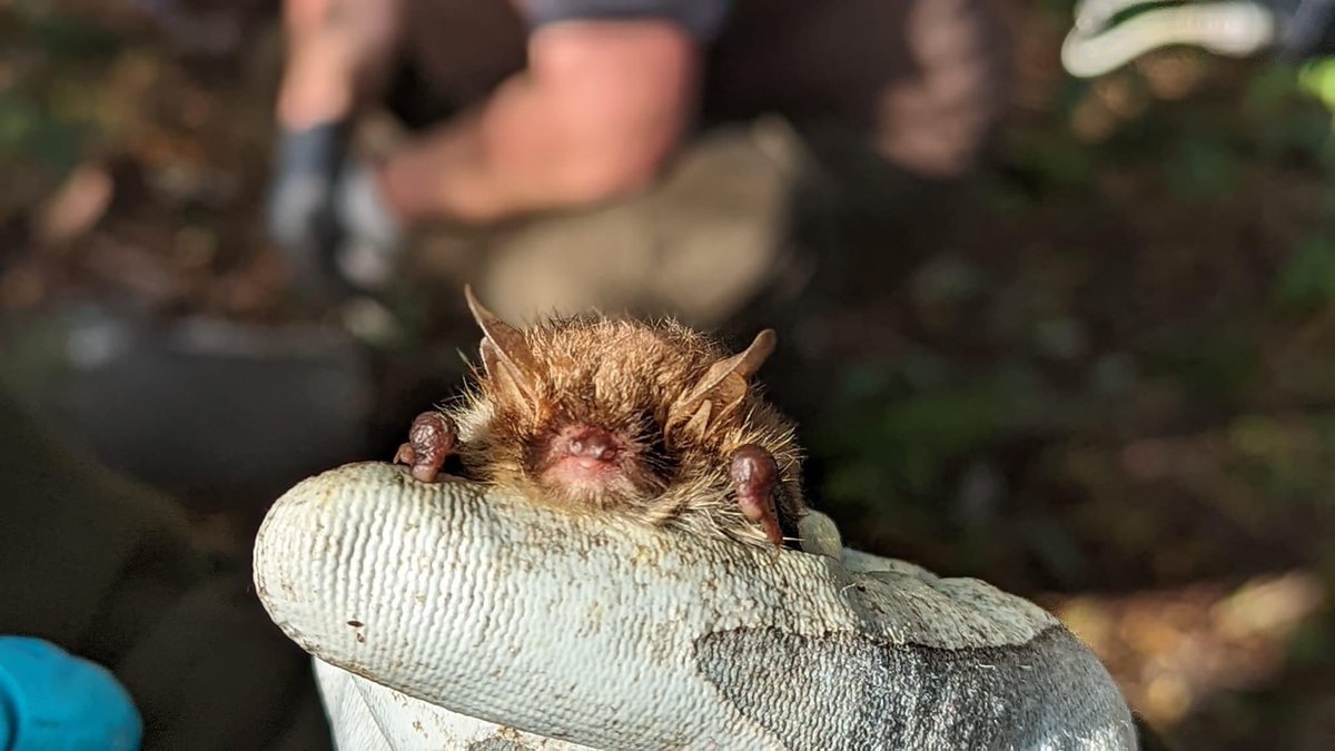 A great day helping out our neighbours from the Derbyshire Bat Group with bat box checks at Hilton Gravel Pits.  Six species: 1 Soprano Pipistrelle, 1 Common Pipistrelle, 6 Noctule, 3 Daubenton’s, 1 Leisler’s &amp; 31 Natterer’s in one box (a site record) 22 females and 9 males).