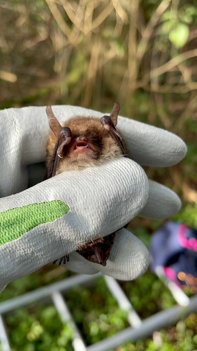 Notts Bat Group tweet media