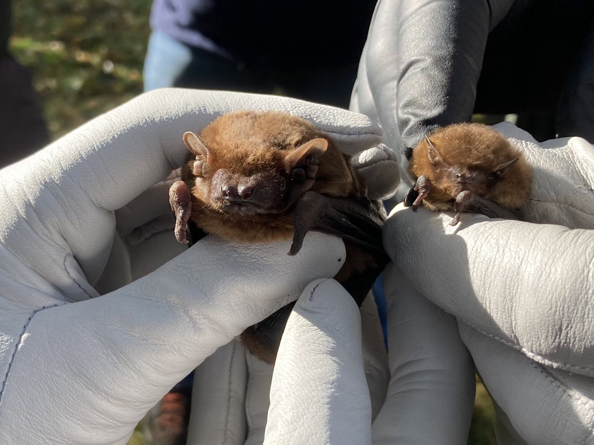 Notts Bat Group tweet media