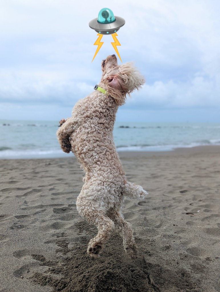 captainprimate's tweet photo. BREAKING NEWS - Local floofer gets abducted by aliens to be studied because he's too handsome ๐ฝโก
#BasLeChimp https://t.co/sR0Cwtsi3m