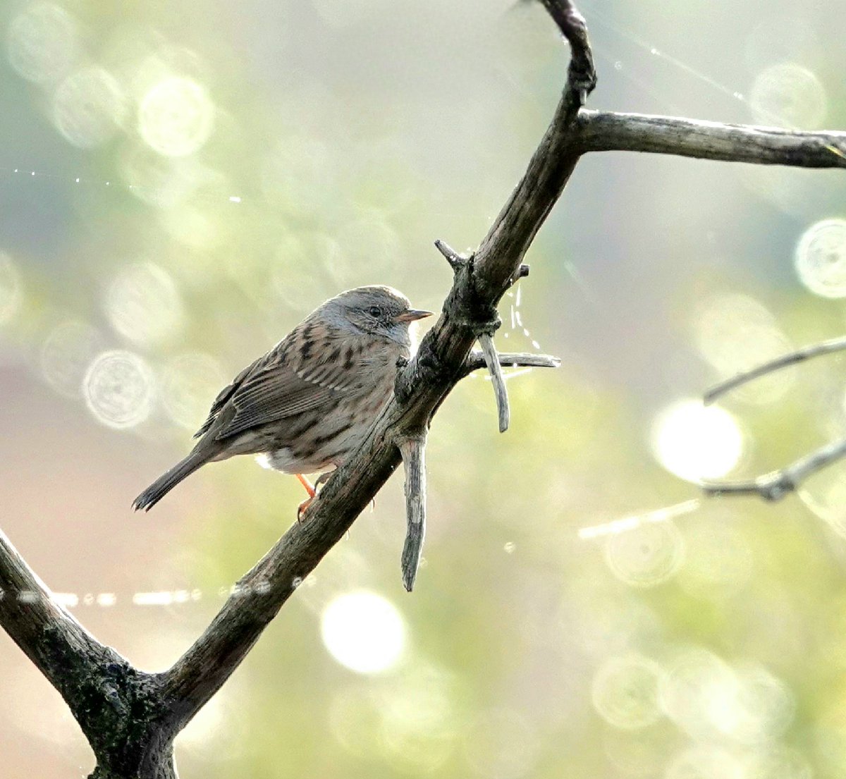 Some say you should always have the sun behind you when taking📷 but sometimes side lit subjects can look pretty. Loved how the sunlight made the water droplets in the background glow around this beautiful Dunnock yesterday!💚✨ #BirdsSeenIn2023 #nature #NaturePhotography #birds