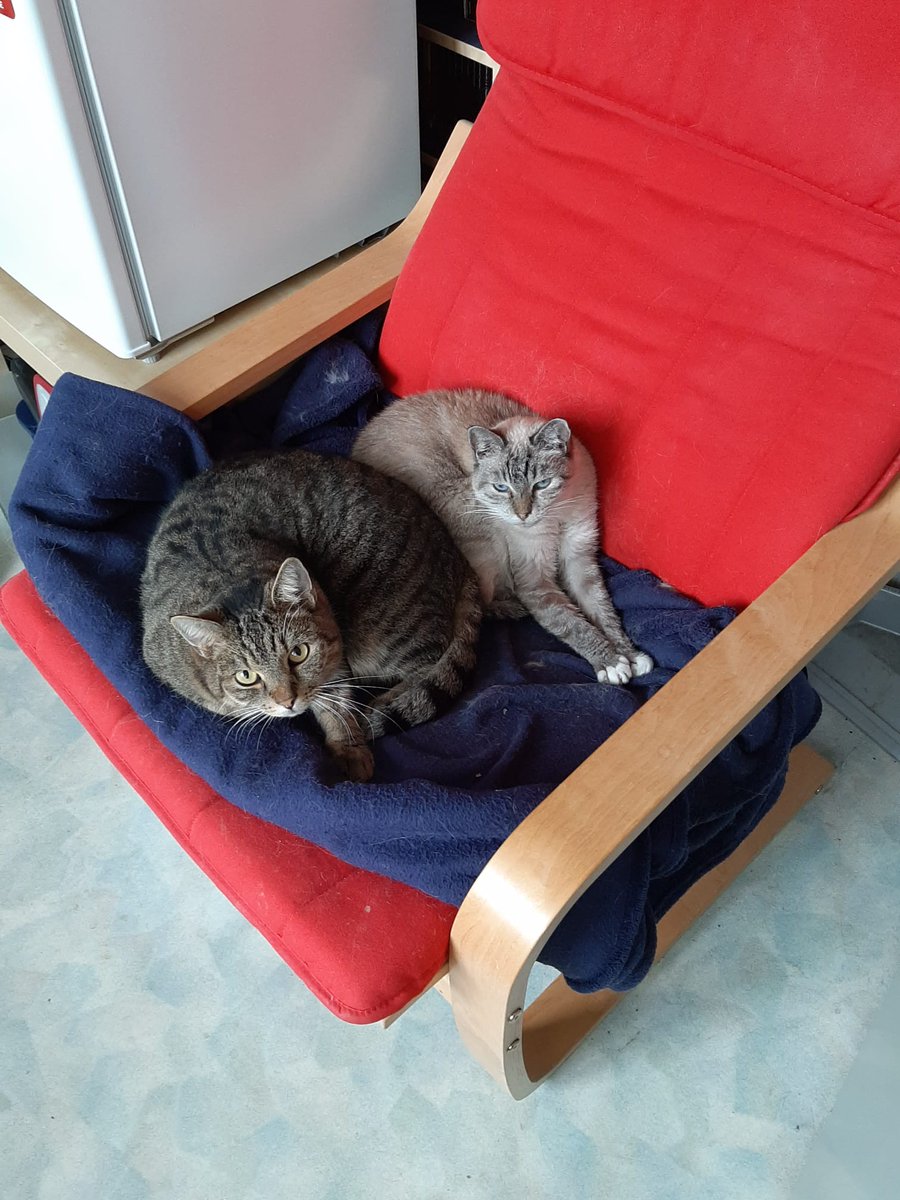 KoppenbergQi's tweet photo. Elkaar warm houden op de stoel van de baas. https://t.co/xwrvvbwmPx