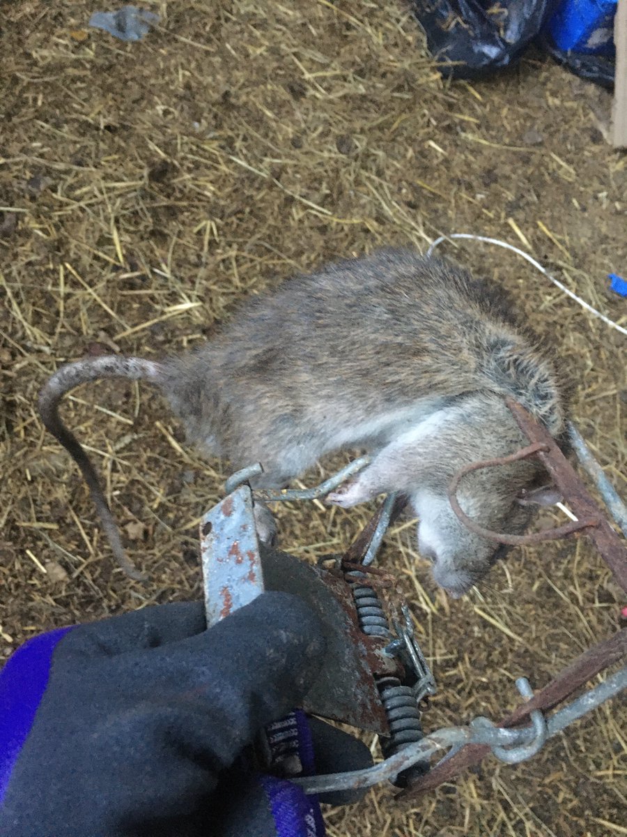 houndtrail's tweet image. Three out of five today in the fenns. This was the biggest 🐀👍🏻#vermincontrol #rattusnorvegicus