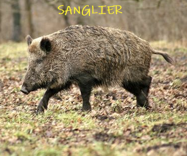 ChasseAbolition's tweet photo. Un #chasseur catalan tue un #promeneur, il visait un #sanglier 

Et dire que @emmanuelmacron @sarahelhairy appellent cela des écologistes .... comme quoi la #connerie a de belles années devant elle !

https://t.co/6MRuQT8SNK https://t.co/iB9vG6YULV
