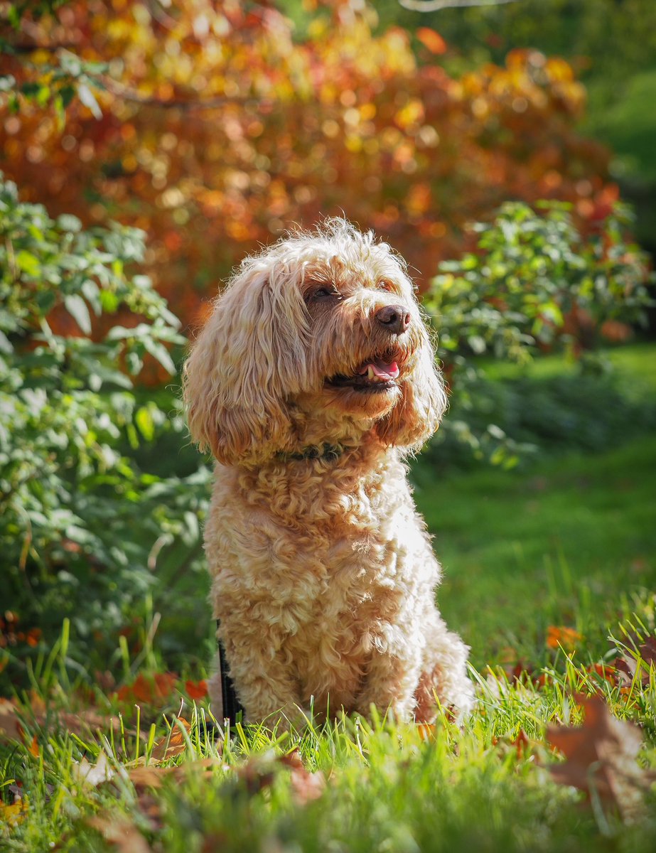 Bring your best friend along to enjoy our Autumn garden <a href="/DogFriendlyCots/">DogFriendlyCotswolds</a>