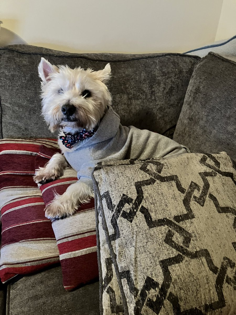 Neale and Fergus the Westie!! tweet media