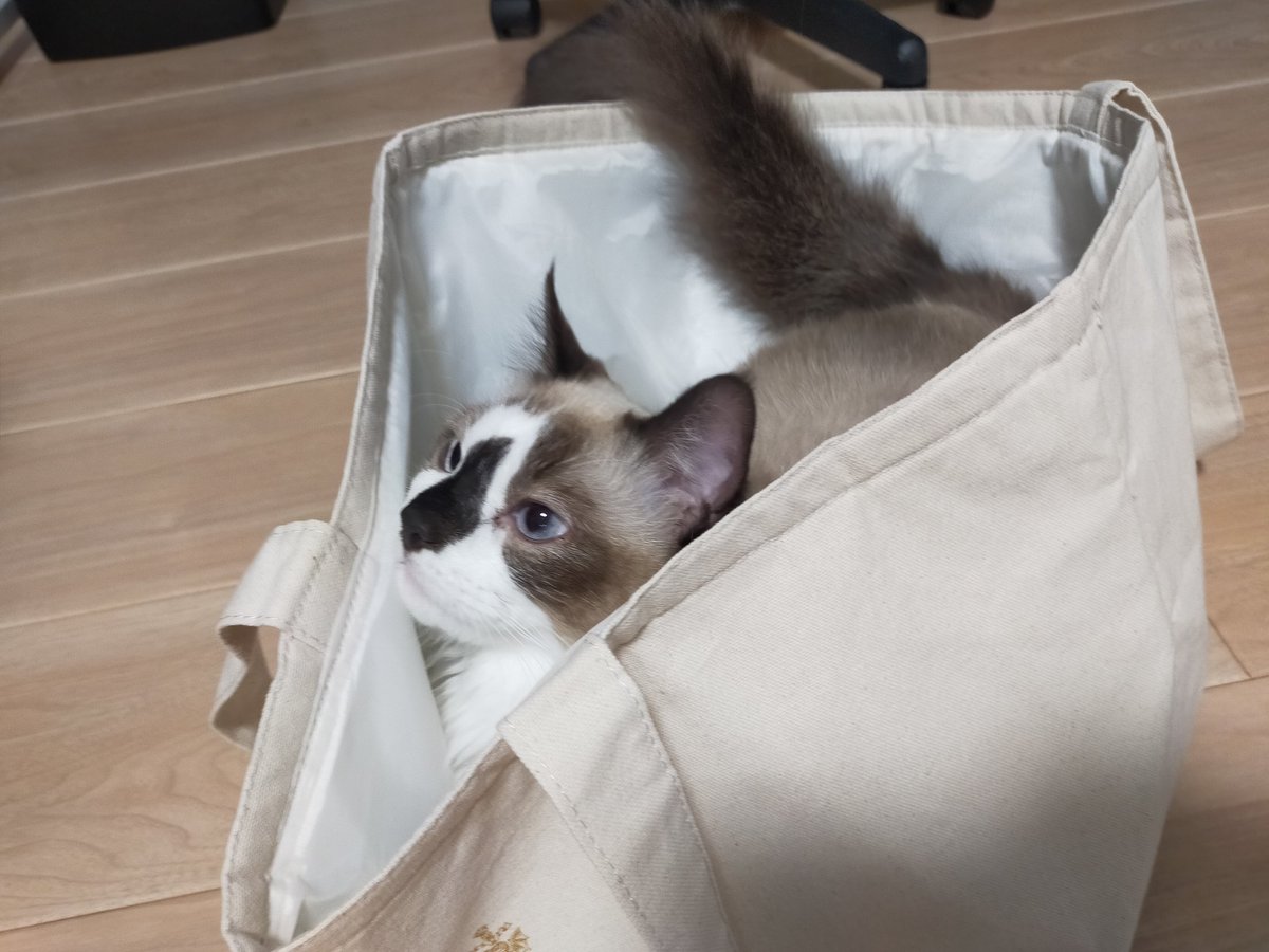 ・蒸気の時代
蒸気は何度やっても悩ましくて楽しい！色んなマップしてみたい！

・アンファゾマブル
豪華客船航海中に怪物が襲ってくるよ！皆で協力して無事に航海しよう！けど実は裏切り者が紛れ込んでいる！ってゲーム！
最後の最後で船が損傷して負け！楽しかった～

猫にずっと癒やされてた