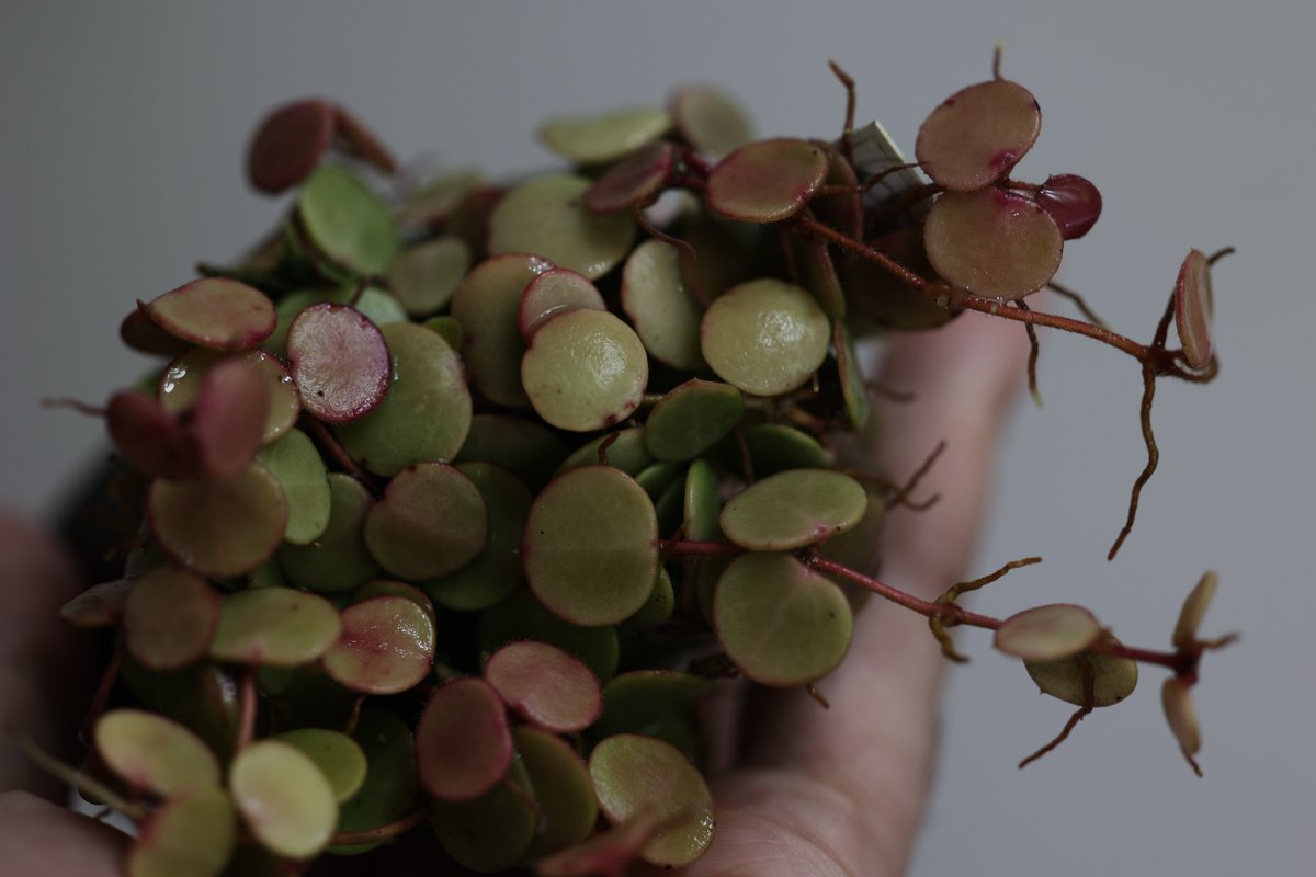 Hoya peltata Nunukan, North Borneo
