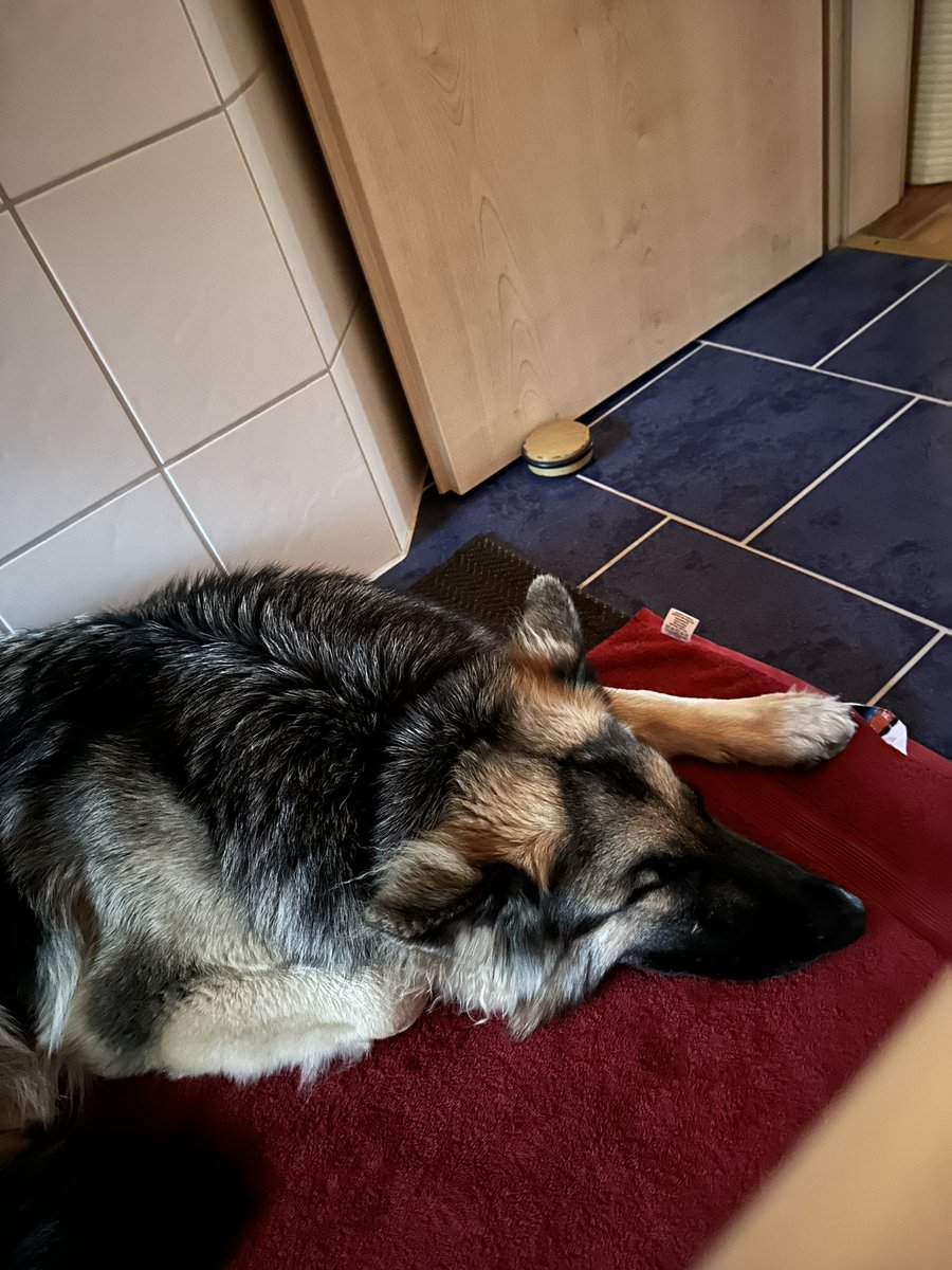 Shepherddog1970's tweet image. Alles wie immer ist ja irgendwie auch gut! 😍