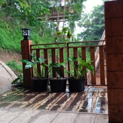 merve ünal tweet media