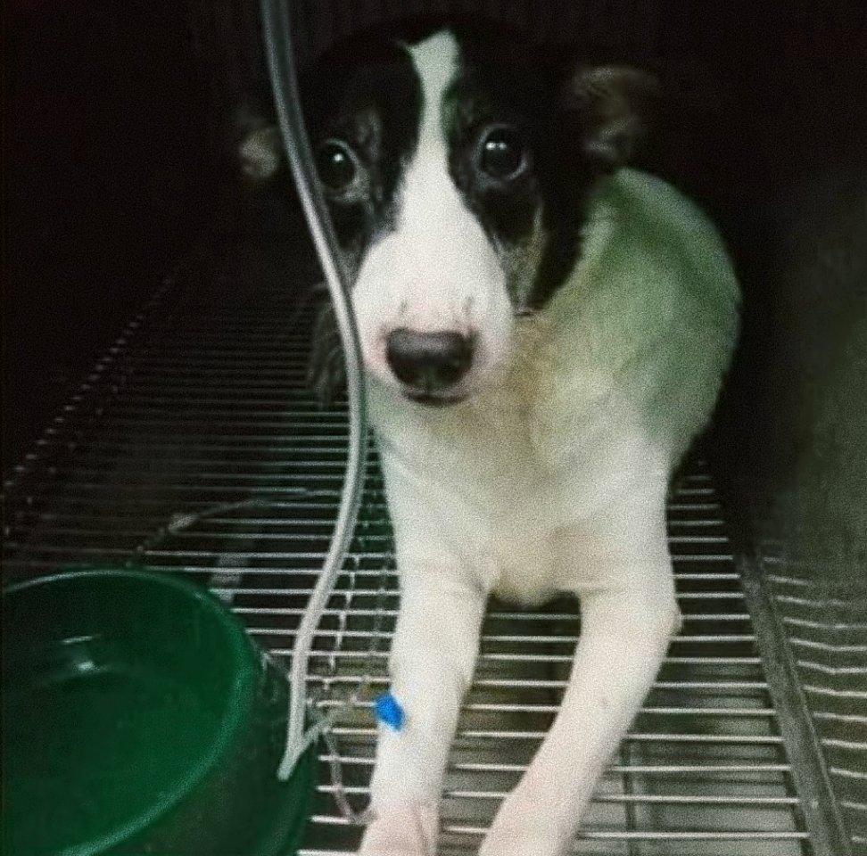 jujuegguniverse's tweet image. Hi! Taking my chances here. I&apos;m selling my CTS and LTS books. This will be hard for me &apos;cause they&apos;re my favorite books of Ate Idy but I badly need funds for my dog&apos;s medications. 

Kindly dm me if interested. Thank you so much! 🥺🙏🏻

Ps: All good conditions with some freebies.