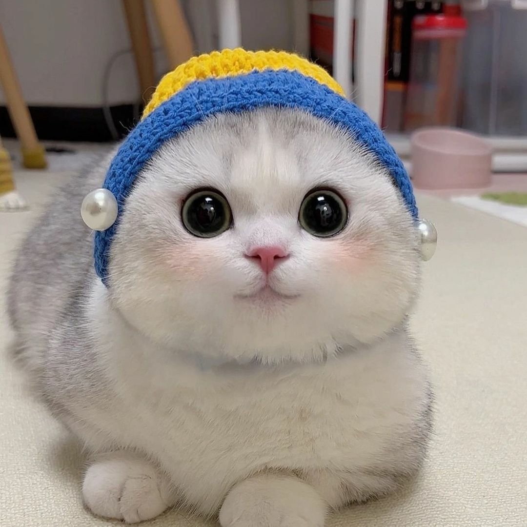WeAssessCats's tweet photo. Cat with a Pearl Earring👛 https://t.co/4ii0gzVWyj