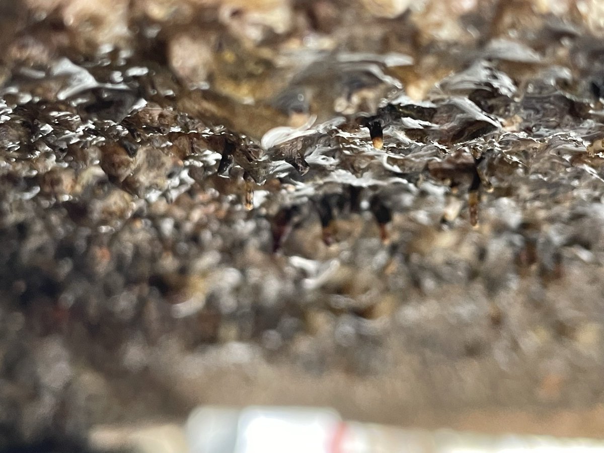 Arktide1's tweet photo. One month in the water resulted in a heavy layer of underwater life on our first module.

This not only greatly benefits nature, but increases the stability of the #coquina over time as bottom weight is added, lowering the center of gravity. https://t.co/nKuZUOdiia
