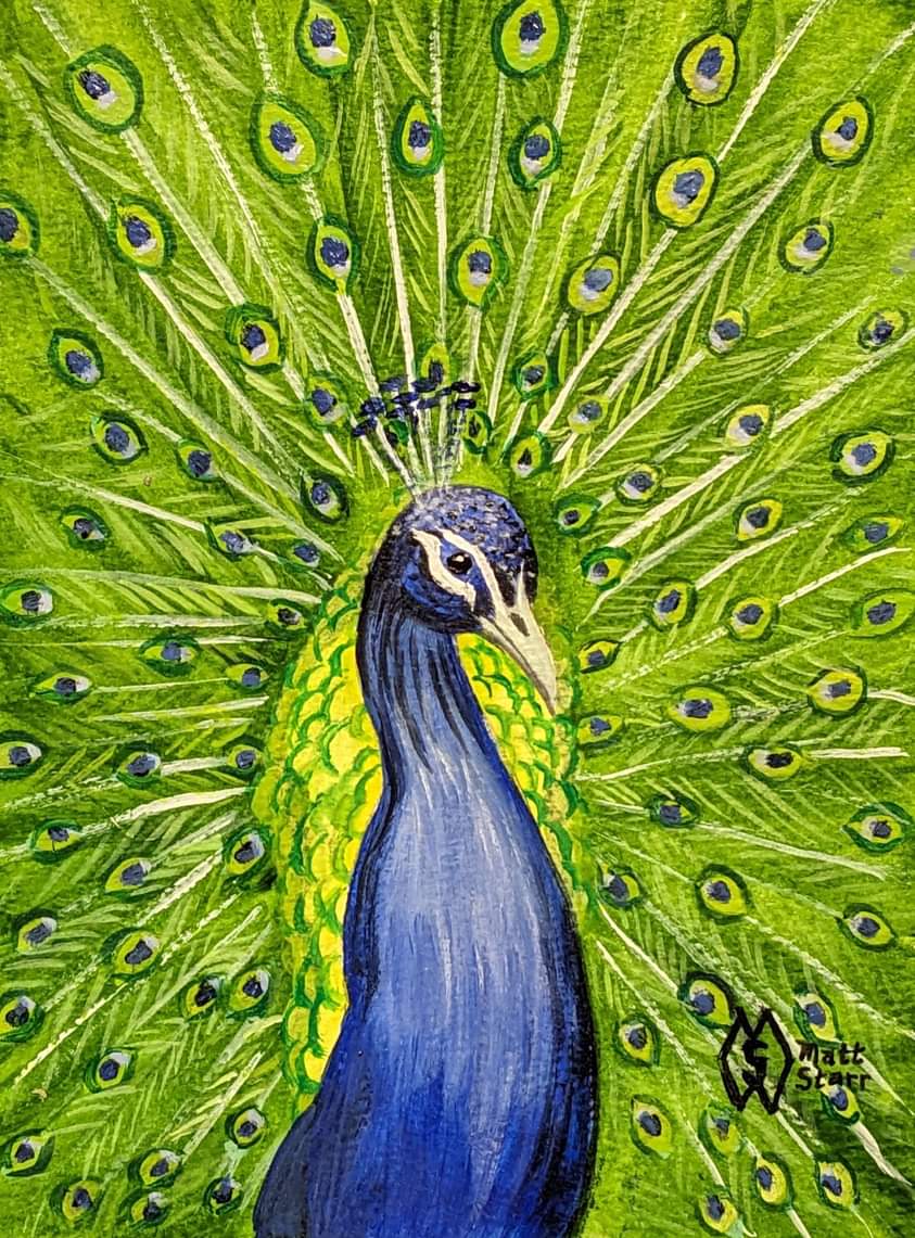 BIRDTOBER 2023- Day 29: artist choice: peacock 

#mattstarrfineart #birdtober #birdtober2023 #bird #birds #birdart #birdillustration #birdpainting #birdartist #artchallenge #birdartwork #animalart #dailyart #art #painting #peacock #peacocks #peahen #peafowl #india #feather