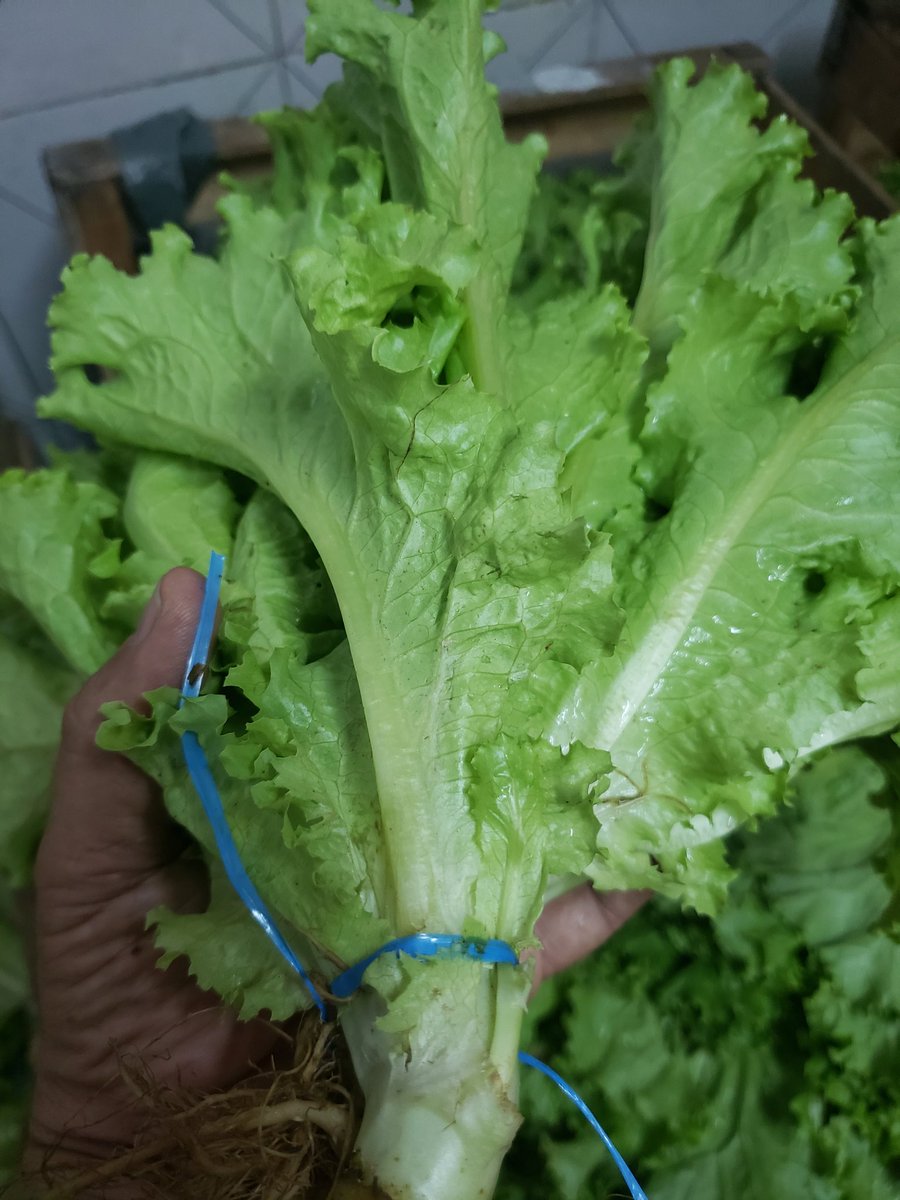 Armanbarret's tweet photo. Quiero contar algo que muy poca gente sabe🤔
Una lechuga en mazo se toca más de 14 veces al menos por 6 personas antes que laven y preparen su ensalada, una lechuga en paquete solo se toca 3 veces. Hace años tratamos de inculcar esta alternativa por eso vendemos al mismo precio https://t.co/73jHglH6UT